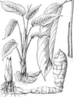 Gambar 3 Tanaman garut atau Maranta arundinaceae L. (Anonim (2007). 