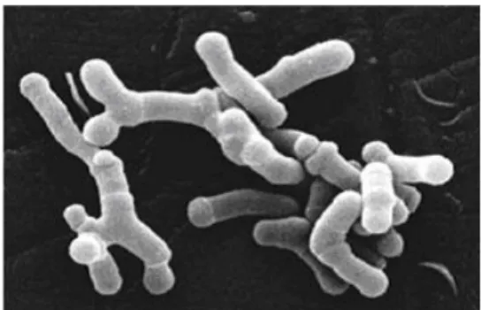 Gambar 1 Bifidobacterium longum ( Anonim  2006) 