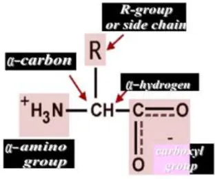 Gambar 4. Struktur umum asam amino 