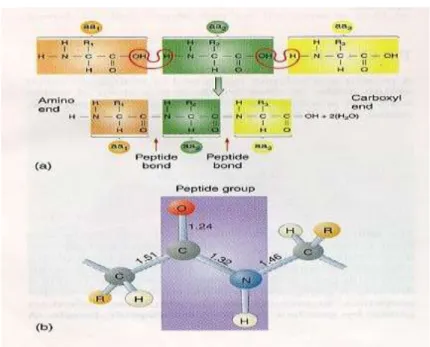 Gambar 7. Pembentukan ikatan peptida 