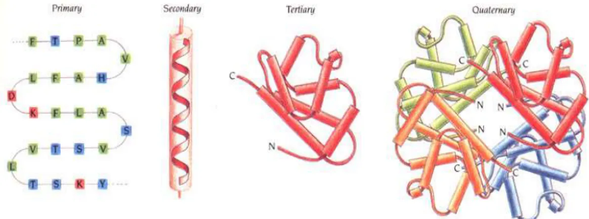 Gambar 8. Struktur Protein  Jenis-jenis Protein 