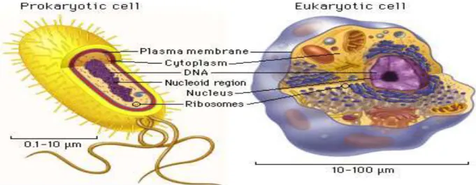 Gambar 3. Perbedaan sel prokariotik dan eukariotik 