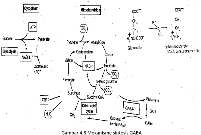 Gambar 4.8 Mekanisme sintesis GABA 