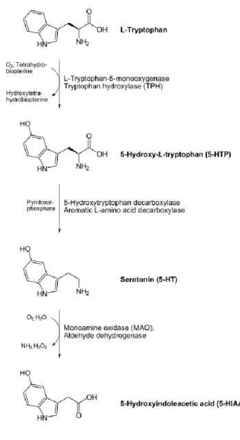 Gambar 4.10 Sintesis serotonin  Histamin 
