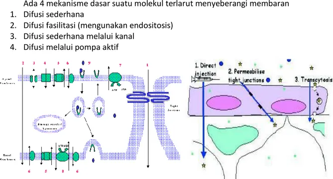 Gambar 4.1 Mekanisme transporter membran 