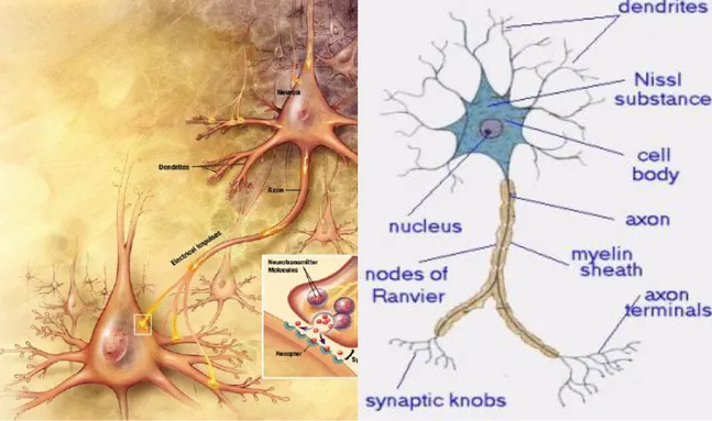 Gambar 4.2 Struktur Neuron 