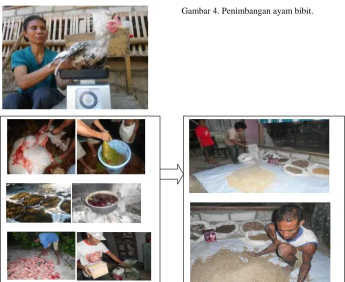 Gambar 4. Penimbangan ayam bibit. 