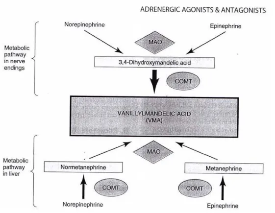 Gambar  12-3.  Metabolisme  sequential  dari  norepinefrin  dan  epinefrin.  Monoamin  oksidase  (MAO)  dan  katekol-O-metiltransferase  (COMT)  memproduksi  sebuah  produk  akhir  yang sama, asam vanililmandelik (VMA)