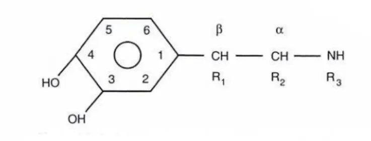 Gambar  12-5.  Adregernik  Agonis  yang  mempunyai  struktur  3,4  dihidroksibenzen  yang  diketahui  sebagai katekolamin