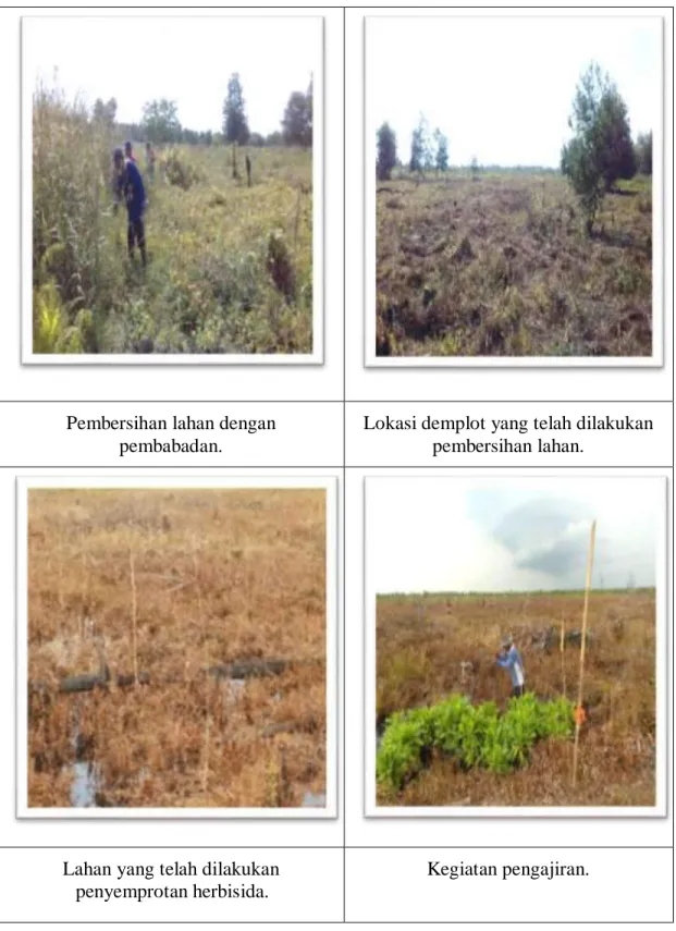 Gambar 6.  Proses kegiatan penyiapan lahan, penyemprotan, dan pengajiran. 
