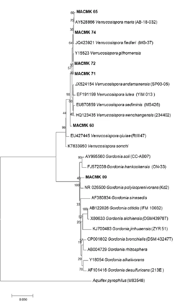 Gambar 5. Pohon filogeni berdasarkan analisis NJ dari sekuen gen 16S rRNA dari strain dan semua spesies  pada genus Verrucosispora dan Gordonia