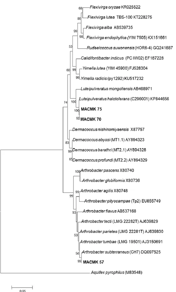Figure 6. Phylogenetic tree based on NJ analysis of 16S rRNA gene sequence of the strains and all species in  the genus Luteipulveratus dan Arthrobacter 