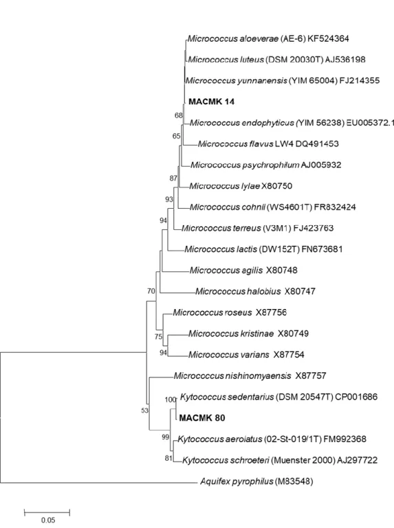 Gambar 7. Pohon filogeni berdasarkan analisis NJ dari sekuen gen 16S rRNA dari strain dan semua spesies  pada genus Micrococcus dan Kytococcus