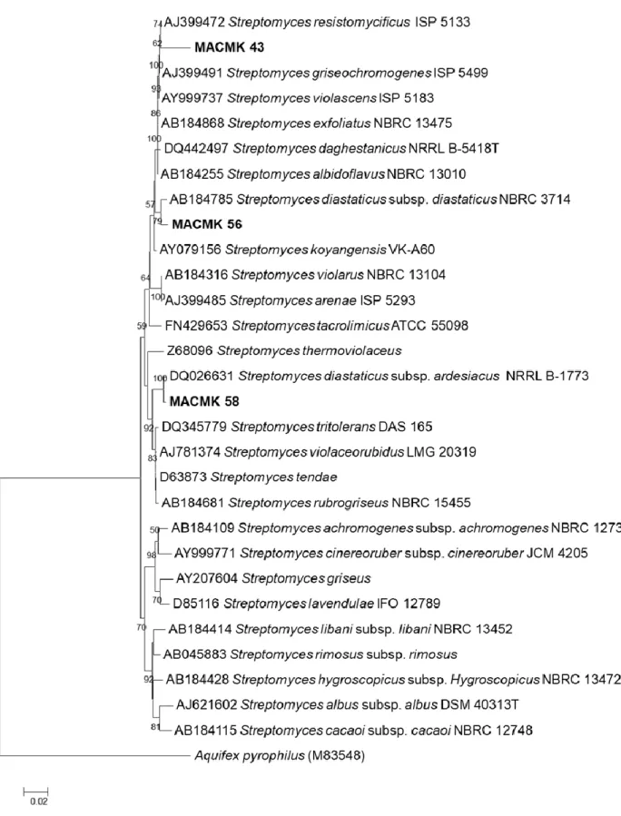 Figure 8. Phylogenetic tree based on NJ analysis of 16S rRNA gene sequence of the strains and all species in  the genus Streptomyces 