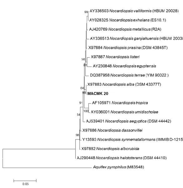 Gambar 9. Pohon filogeni berdasarkan analisis NJ dari sekuen gen 16S rRNA dari strain dan semua spesies  pada genus Nocardiopsis