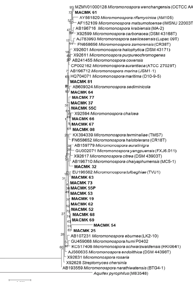 Figure 4. Phylogenetic tree based on NJ analysis of 16S rRNA gene sequence of the strains and all species in  the genus Micromonospora 