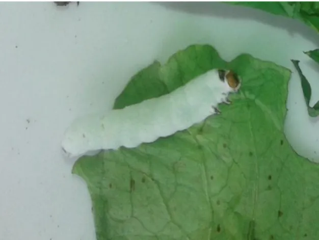 Gambar 3.  Larva Spodoptera litura F. yang Terinfeksi Jamur Aspergillus sp. 