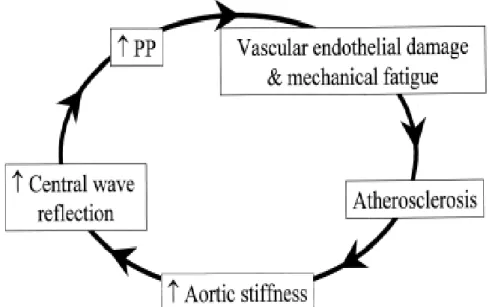 Gambar  2.  Skema  diagram  yang  menggambarkan  konsep  bidirectionality  hubungan  antara  tekanan  nadi  dan  atherosklerosis