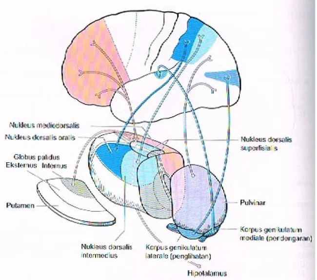 Gambar 7. Hubungan Aferen dan Eferen Kelompok Nuklear Medial (Merah), Dorsal (Ungu/Biru), dan Lateral (Biru)