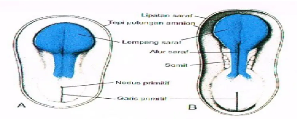 Gambar 1. Pandangan dorsal mudigah pada usia (A) 18 hari; (B) 20 hari