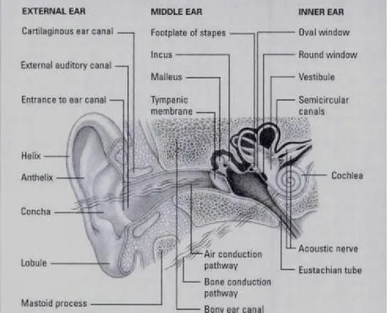Gambar 2 : Anatomi Telinga Telinga Tengah 