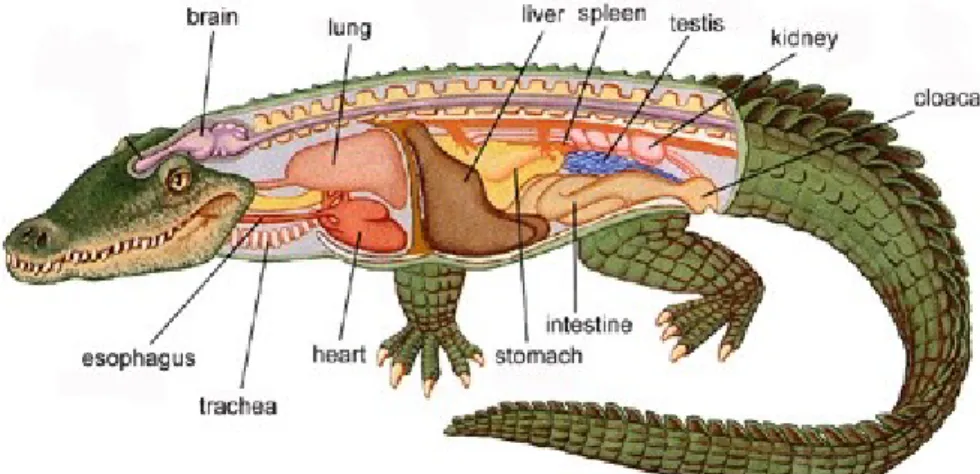 Gambar 1 : Organ-organ pada buaya
