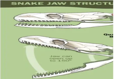 Gambar 4: Struktur rahang ular 2. Kerongkongan, lambung dan usus