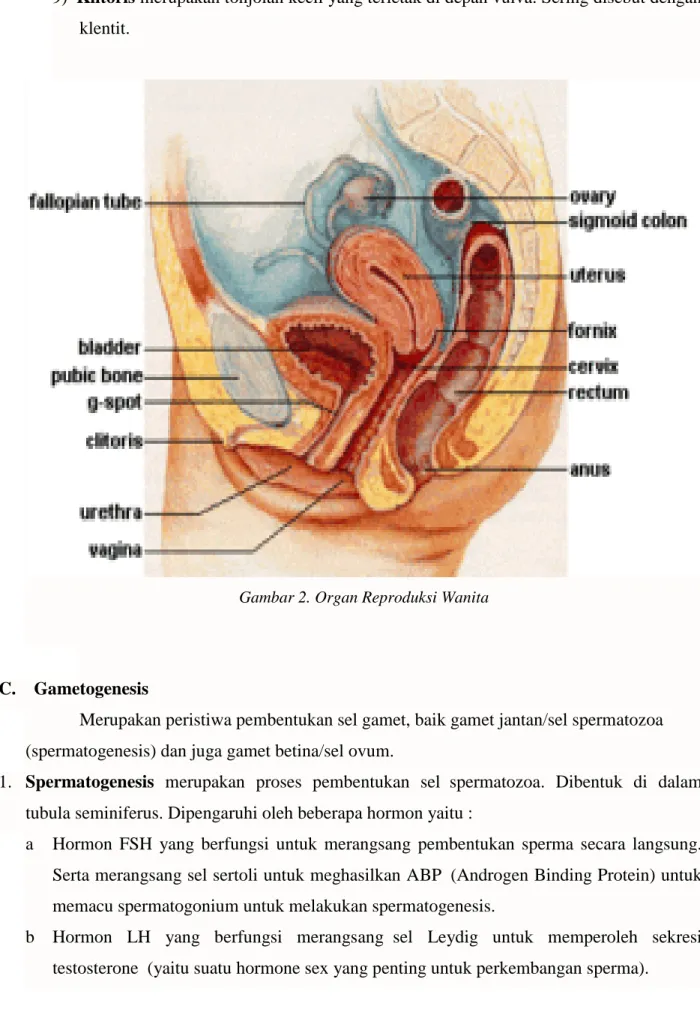 Gambar 2. Organ Reproduksi Wanita 