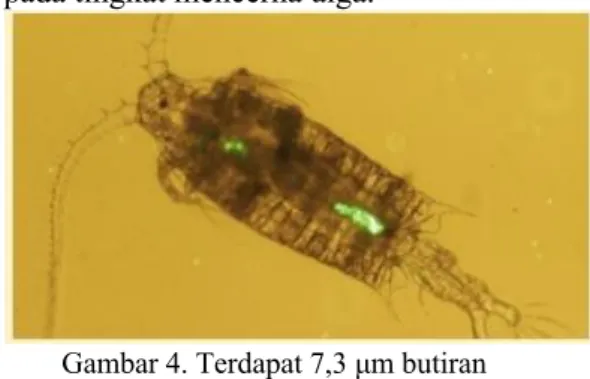 Gambar 3. Skema transport mikroplastik  melalui zooplankton di kolom air. [A] 