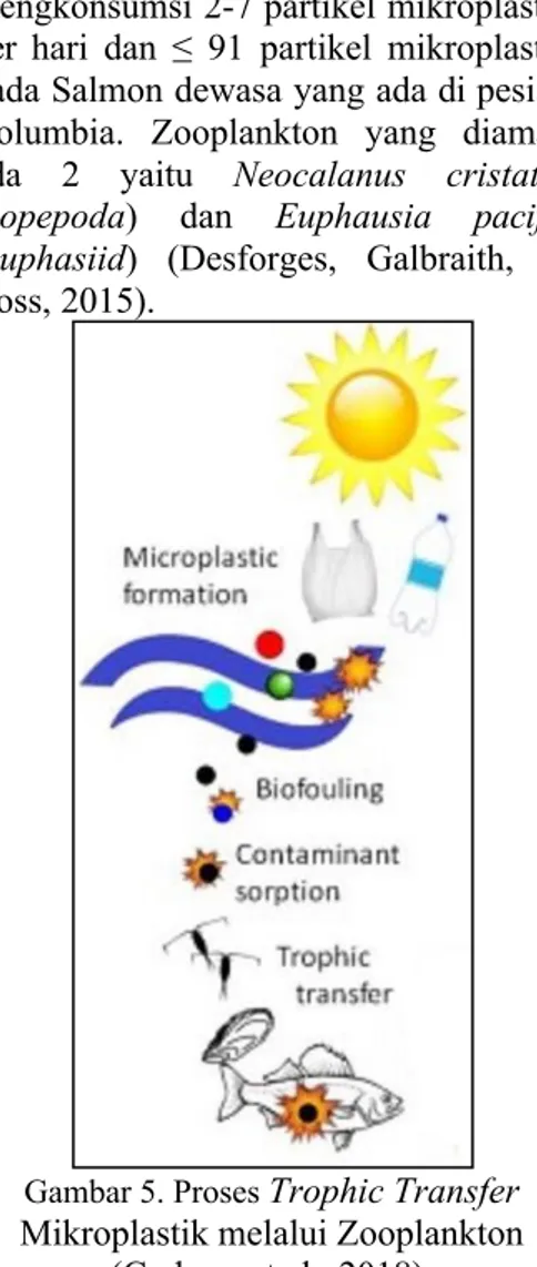 Gambar 5. Proses  Trophic Transfer  Mikroplastik melalui Zooplankton 