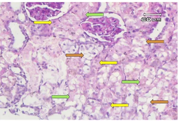 Gambar 1. Gambaran mikroskopik ginjal tikus  wistar Kelompok I (kontrol negatif). Tampak  glomerulus (panah merah) dan tubulus (panah  kuning) yang normal