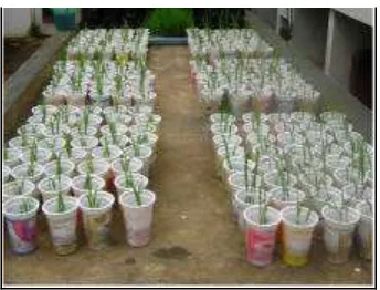 Gambar 3. Kegiatan pengujian potensi inokulum dengan menggunakan tanaman inang sorgum selama lima minggu di rumah kaca  