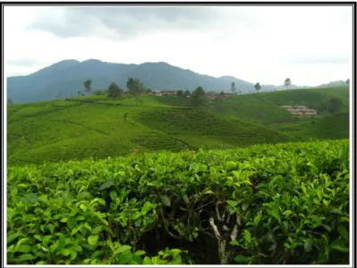 Gambar 3 : Indahnya perkebunan teh Nirmala 