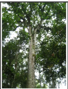 Gambar 5 : Tingginya pepohonan di hutan Gunung Halimun 