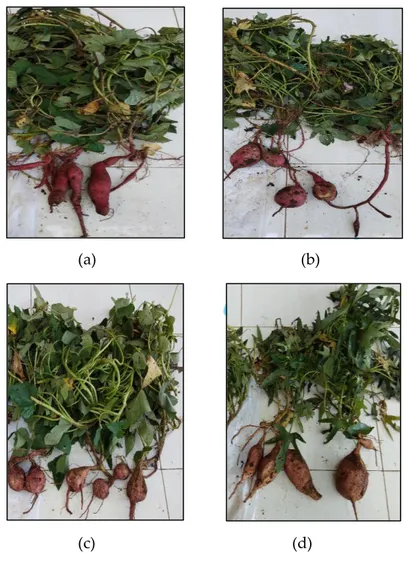 Gambar 3. Beberapa Kultivar Tanaman Ubi Jalar   (a) BIS 61, (b) 73-5, (c) BIS 61-♀-29, dan (d) BIS 