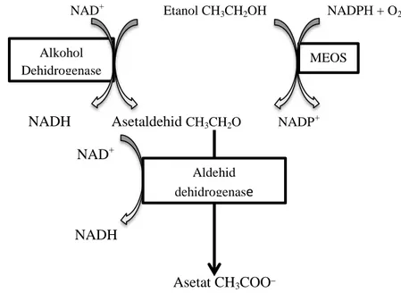 Gambar 1.  Metabolisme Etanol 