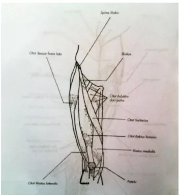 Gambar 3: Otot Tungkai Atas  (Sumber : Pearce C. Evelyn. 2012: 134) 