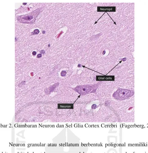 Gambar 2. Gambaran Neuron dan Sel Glia Cortex Cerebri  (Fagerberg, 2015) 