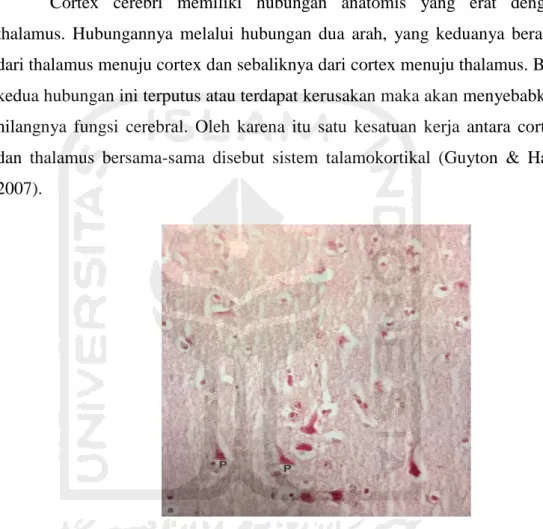 Gambar  4.  Neuron  piramidal  cortex  cerebri  (P)  dengan  pewarnaan  HE  (Mescher, 2010) 