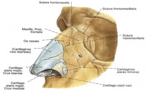 Gambar 2.1 Ronggaa hidung tampak lateral (Paulsen F. &amp; J. Waschke., 2013)  2.1.1.1 Anatomi hidung luar  