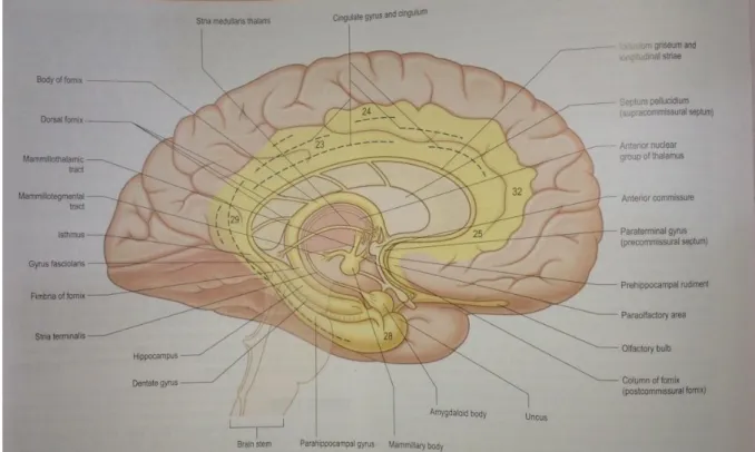 Gambar 2.4 Komponen sistem limbik (warna kuning). Aspek medial dari hemisfer  cerebri kiridengan beberapa area Brodmann (Gray H, 2008) 