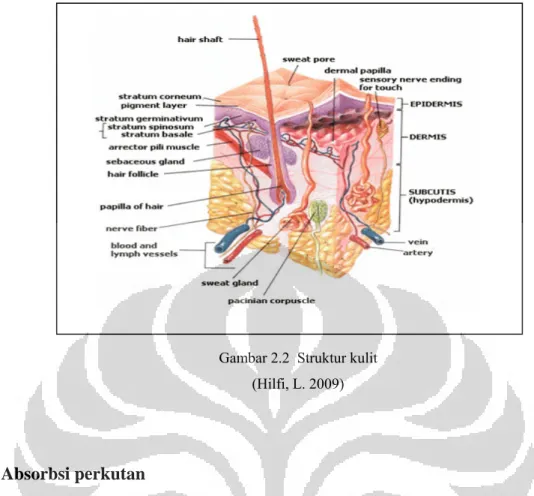 Gambar 2.2  Struktur kulit  (Hilfi, L. 2009) 