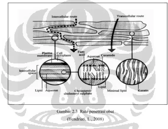 Gambar 2.3  Rute penetrasi obat  (Hendriati, L., 2008) 