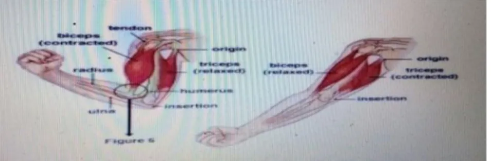 Gambar 5. Otot lengan atas