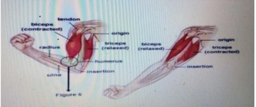 Gambar 4. Otot lengan atas  Sumber  : (Wingered, 222:1994 ) 
