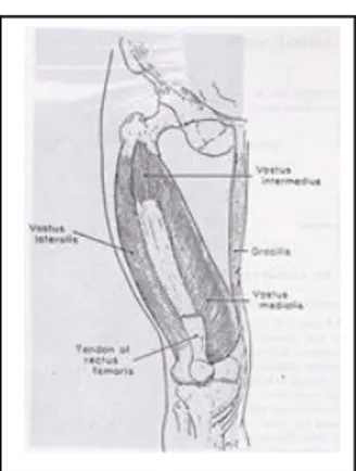 Gambar 12. Muscle of the knee joint, Luttgens dan Hamilton (1997:214) 