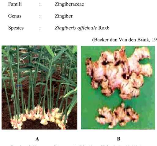 Gambar 1. Tanaman jahe merah (Zingiber officinale Roxb) (A) dan   Rimpang jahe merah (Zingiber officinale Roxb) (B) 