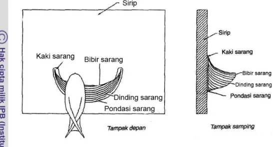 Gambar 7   Anatomi sarang walet  (Adiwibawa 2000) 