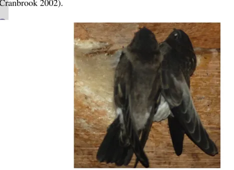 Gambar 1 Burung walet jantan dan betina tidak memiliki perbedaan morfologi                    tubuh (Erham, penelitian ini) 