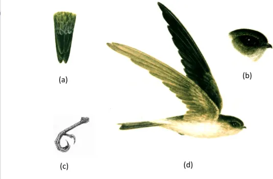 Gambar 2  Morfologi burung walet: ekor sedikit menggarpu (a), paruh  